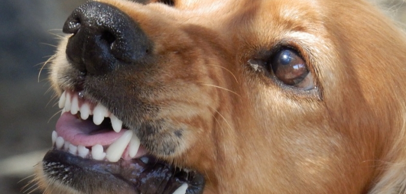 Hond toont zijn tanden,