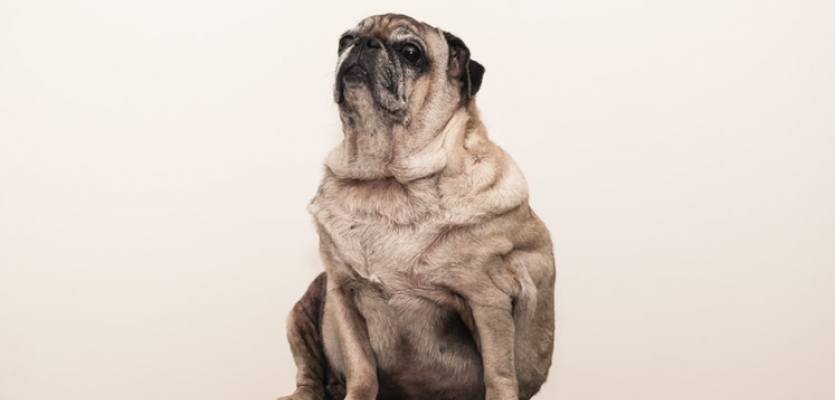 hond-obesitas