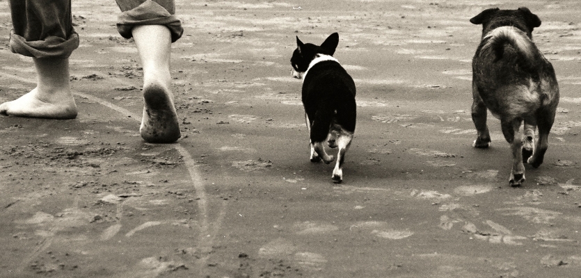 Honden op het strand met hun baasje