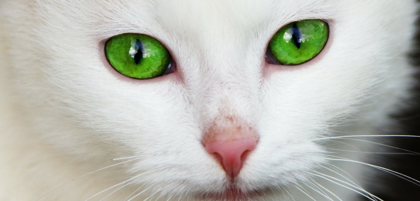 Witte kat met groene ogen