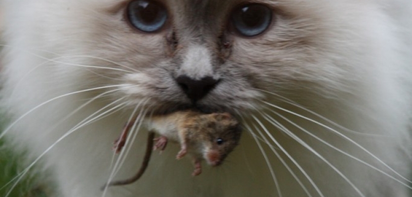 Een kat die een muis gevangen heeft