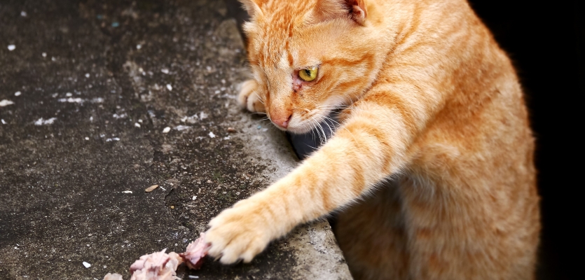 Deze kat steelt vlees, waar hij allergisch aan kan zijn