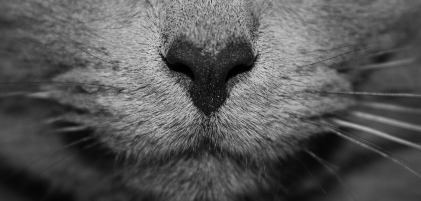 Een close up van de neus van een kat