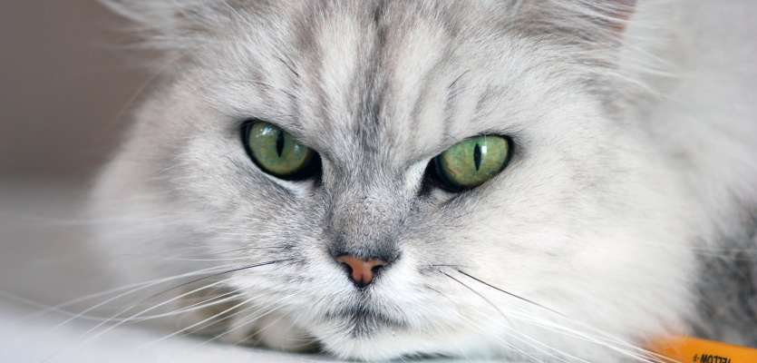 Een kat met groene ogen