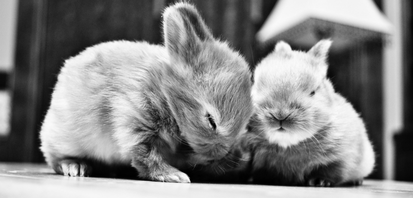 twee konijnen knuffelen