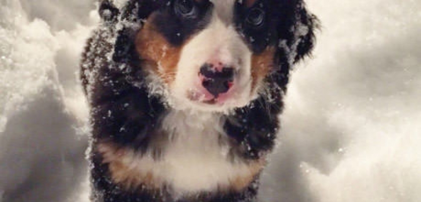 Een puppy in de sneeuw, voordat u ze meeneemt is de puppy beter 7 weken bij de moeder
