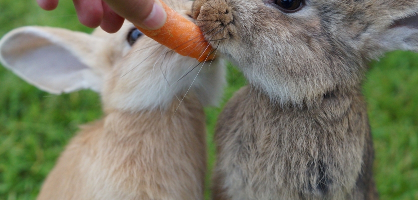 konijn-wortel