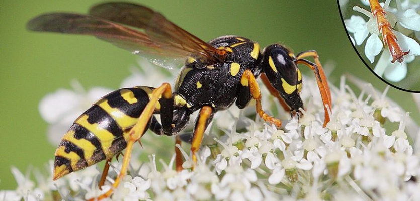 Een wesp zorgt voor lelijke insectenbeten 