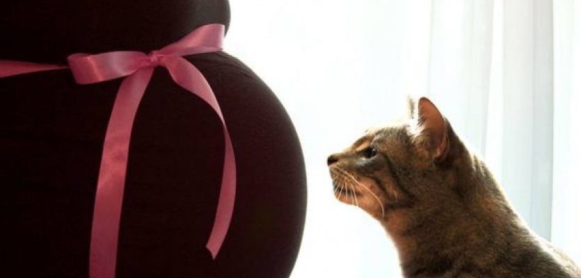 Zwanger en kat