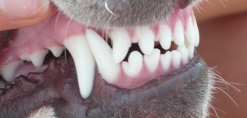 Tandverzorging bij hond