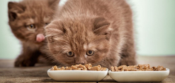 kitten voeding