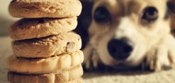 Hond bedelt om koekjes door schattig te kijken