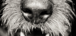 De neus en het gebit van een hond