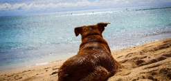 hond op strand op reis