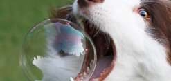 Een speelse hond zal een zeepbel kapotbijten