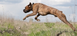 Een hond springt, dit kan pijnlijk zijn voor zijn gewrichten
