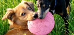 twee honden spelen met de frisbee