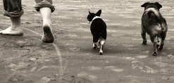 Honden op het strand met hun baasje