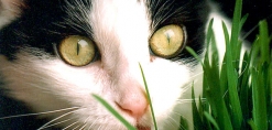 Kat likt aan gras