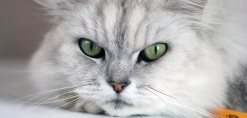 Een kat met groene ogen