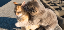 een kat wordt aangevallen door een andere kat, agressie