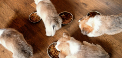 Puppy voeding