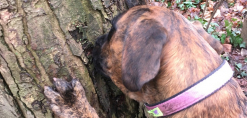 hond-snuffelen-aan-boom