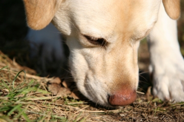 Workshop Wek de speurneus in je hond (aangepast programma per 2p.)