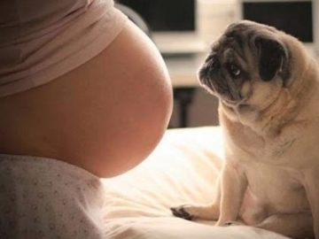 Zwanger en hond