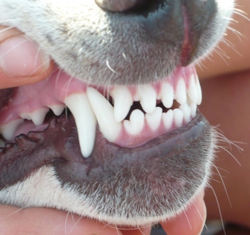 Tandverzorging bij hond