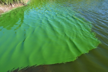 De blauwalg is een groene waas op het wateroppervlak