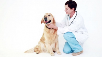Hond wordt gecontroleerd door dierenarts