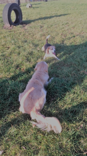 Basil op de speelweide aan het spelen met een andere hond