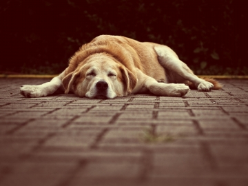 Hond is aan het rusten op de grond buiten