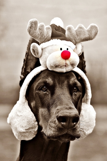 Hond met een kerstmuts