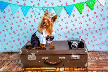 een hond die zit op een koffer klaar om op reis te gaan
