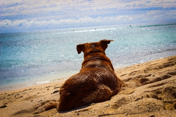 hond op strand op reis