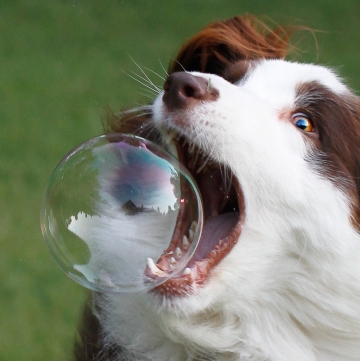 Een speelse hond zal een zeepbel kapotbijten