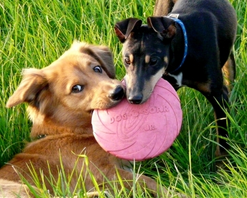 twee honden spelen met de frisbee