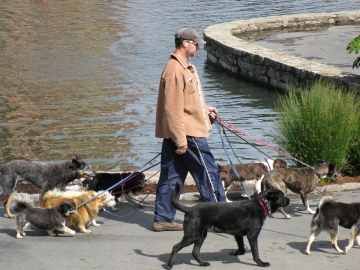 Wandelaar is aan het wandelen in het park met al zijn honden