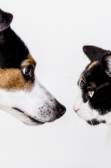 Kat en hond staan rechttegenover elkaar