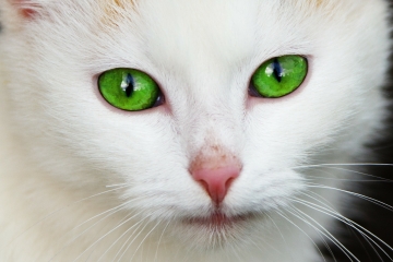 Witte kat met groene ogen
