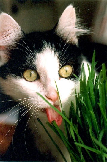 Kat likt aan gras