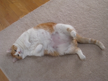 Kat ligt op de grond en is veel te dik