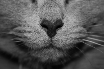 Een close up van de neus van een kat
