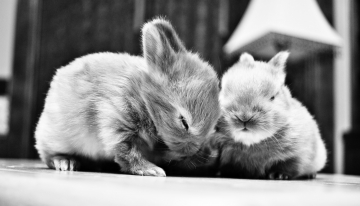 twee konijnen knuffelen