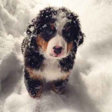 Een puppy in de sneeuw, voordat u ze meeneemt is de puppy beter 7 weken bij de moeder