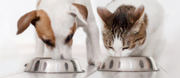 Voedselverrijking hond en kat