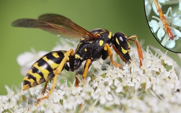 Een wesp zorgt voor lelijke insectenbeten 