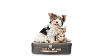 Reizen met je huisdier
